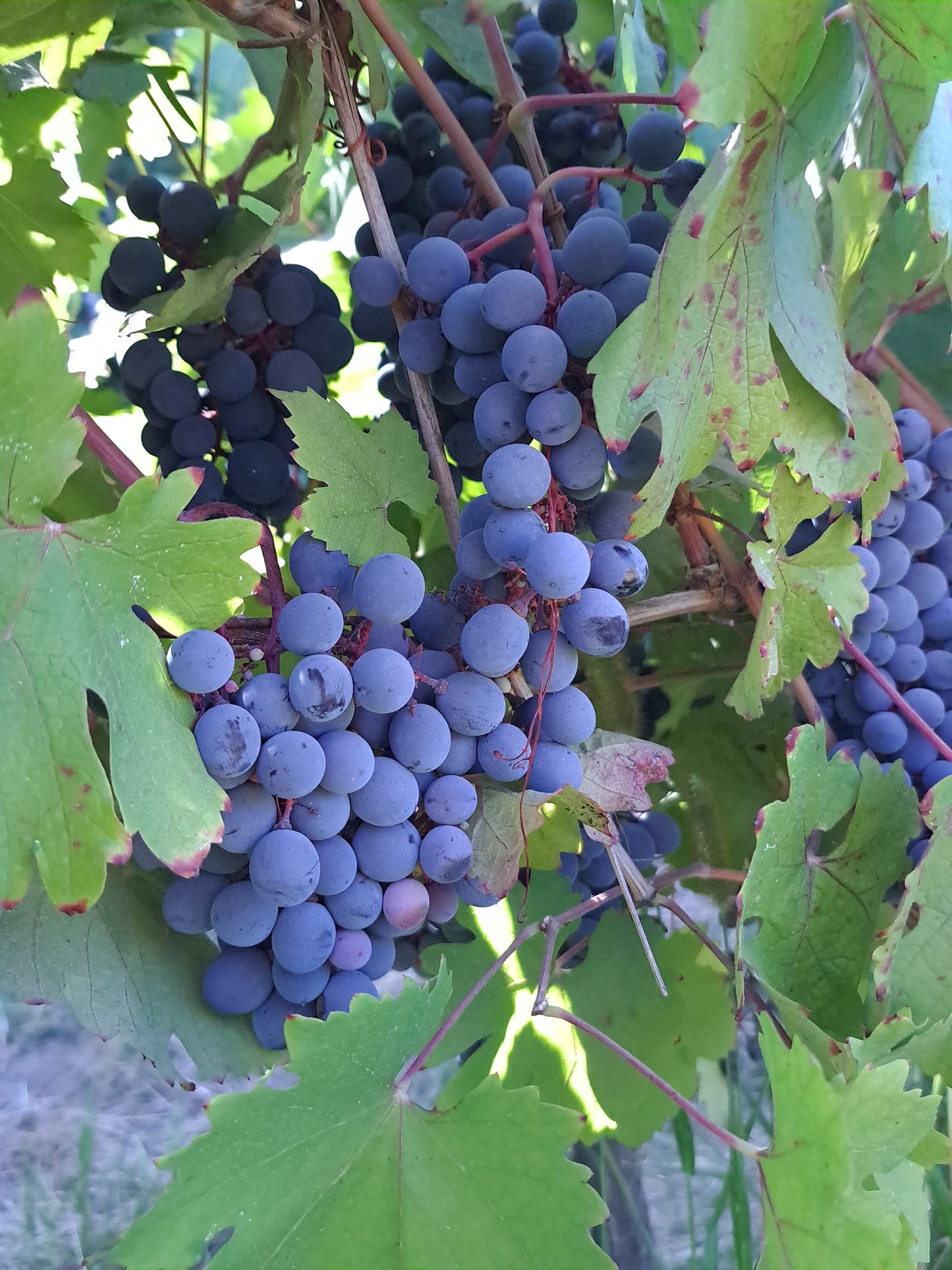Wine Grape Premium Extract