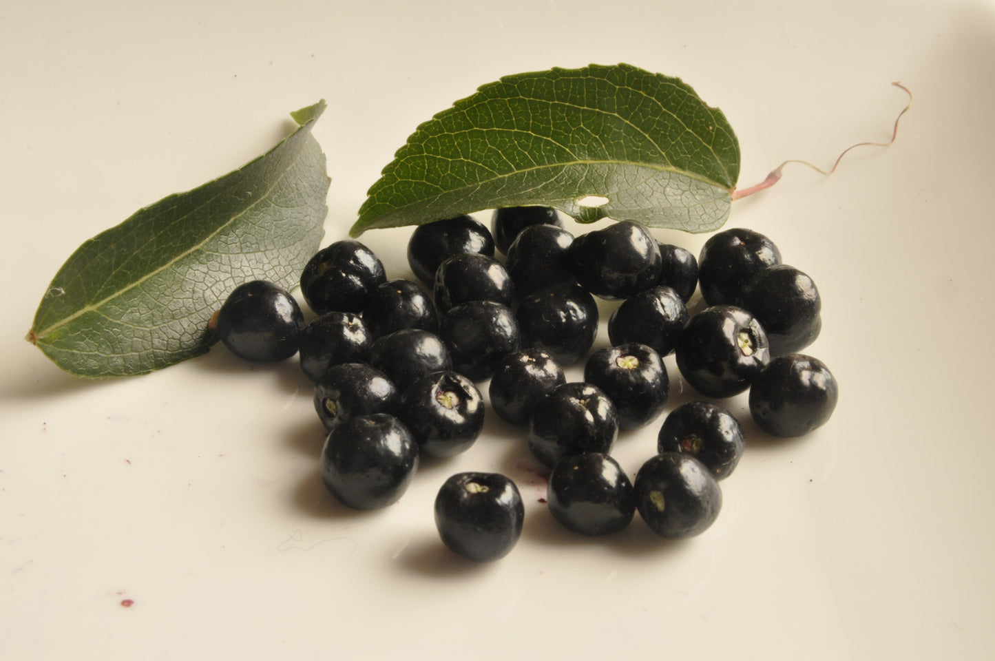 MaquiBerry Premium Extract