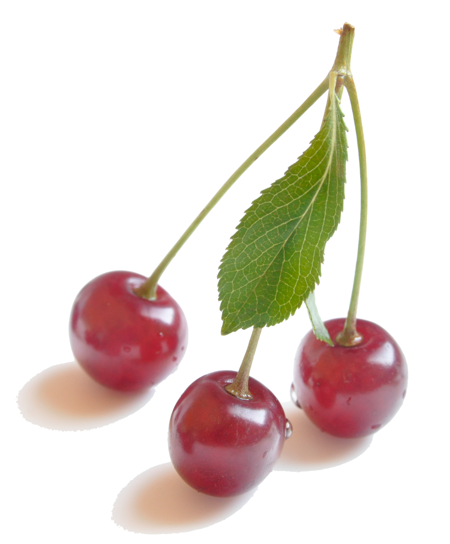 TartCherry Extract