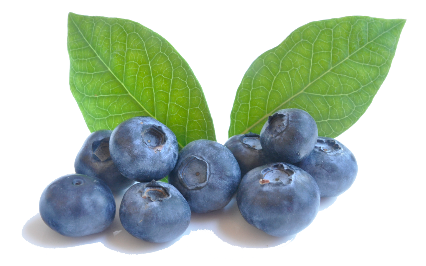 Blueberry Premium Extract