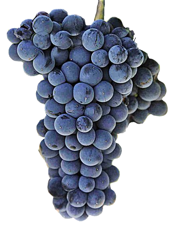 Wine Grape Premium Extract